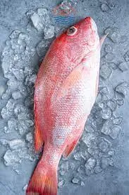 Red Snapper Fish