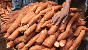 Cassava 1kg
