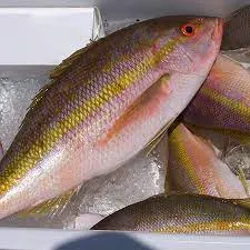 Yellow Tail Snapper Fish