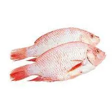 Tilapia Fish
