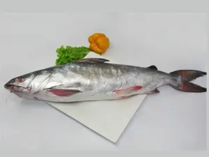 Thedu  / Catfish- 500gm