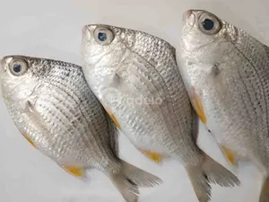Prachi Fish -1kg