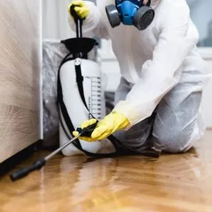 Cockroaches pest control