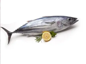 Big Choora / Tuna- 1.5Kg